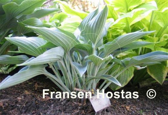 Hosta Silver Tongued Devil